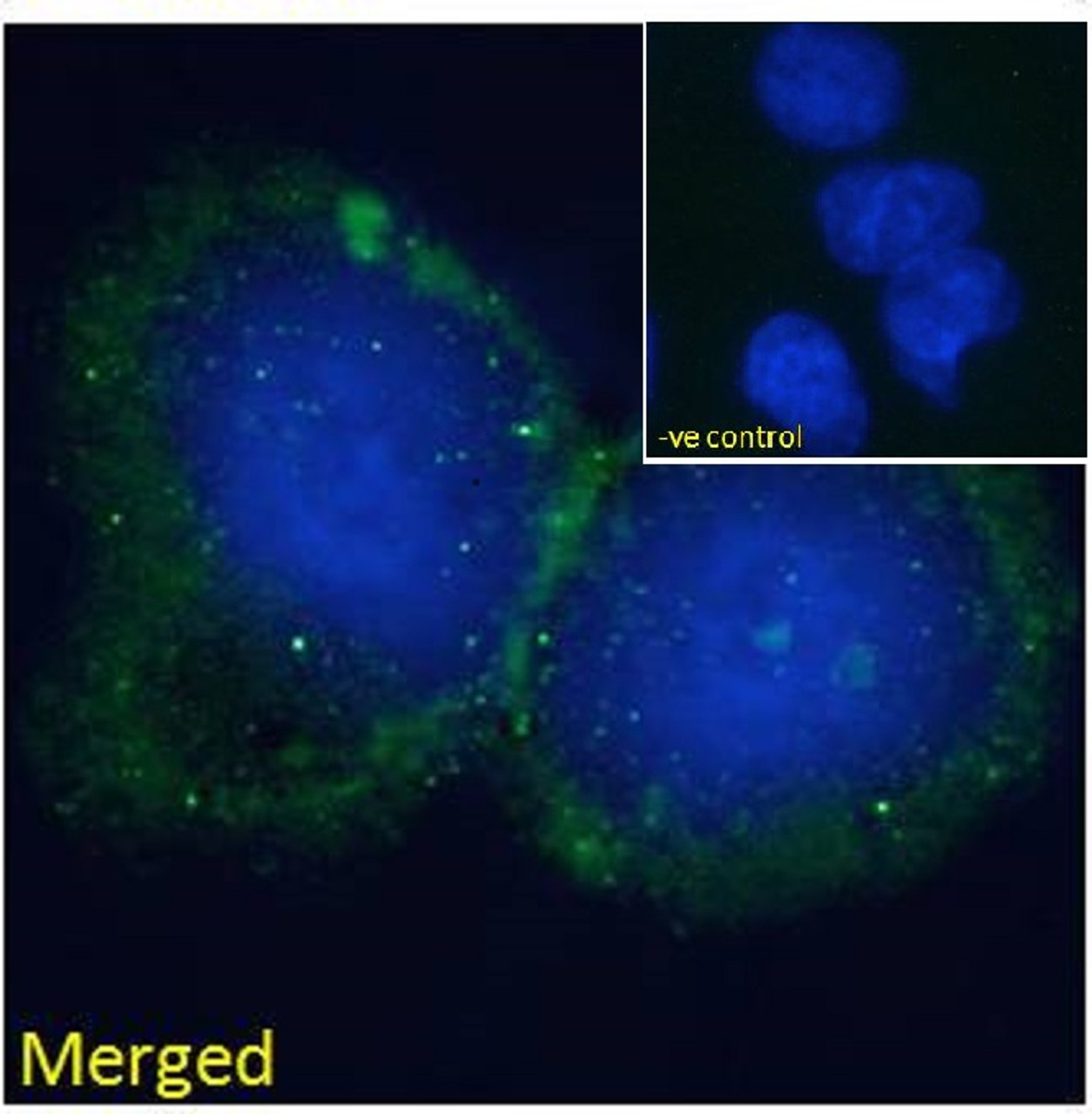 45-025 Immunofluorescence analysis of paraformaldehyde fixed HepG2 cells, permeabilized with 0.15% Triton. Primary incubation 1hr (10ug/ml) followed by Alexa Fluor 488 secondary antibody (2ug/ml) , showing some membrane staining. The nuclear stain is DAPI