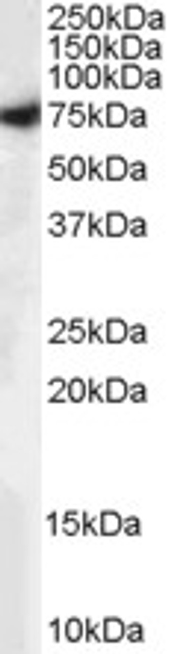 45-032 (0.5ug/ml) staining of Human Breast lysate (35ug protein in RIPA buffer) . Primary incubation was 1 hour. Detected by chemiluminescence.