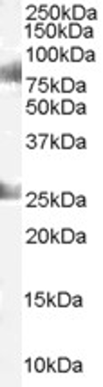 45-035 staining (1ug/ml) of Human Testes lysate (RIPA buffer, 35ug total protein per lane) . Primary incubated for 1 hour. Detected by western blot using chemiluminescence.