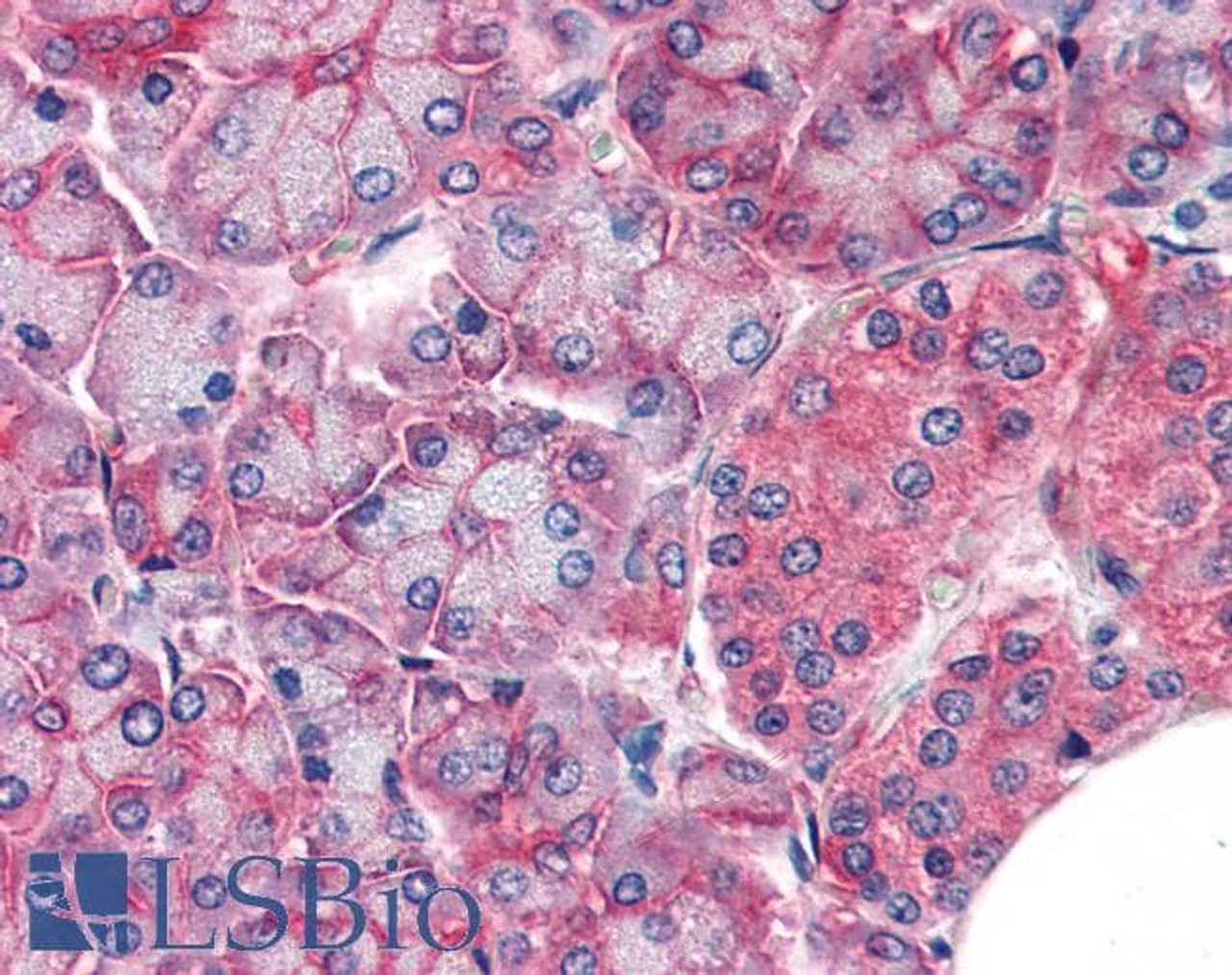 45-040 (5ug/ml) staining of paraffin embedded Human Pancreas. Steamed antigen retrieval with citrate buffer pH 6, AP-staining. This data was obtained using a previous batch.