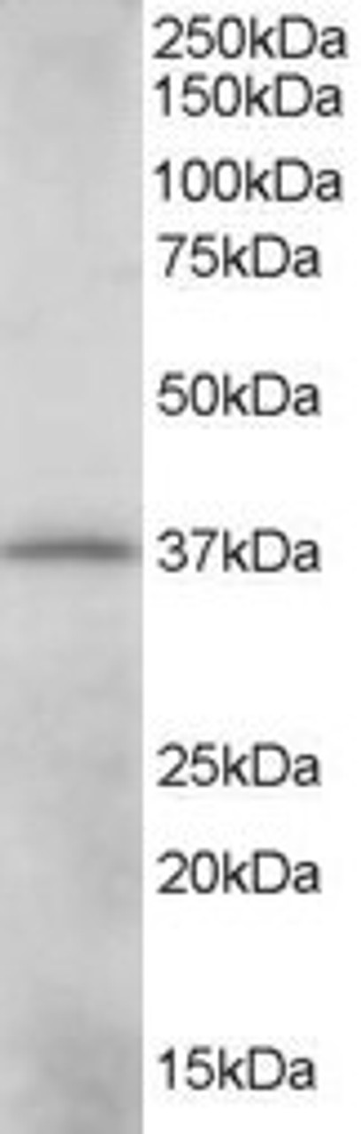45-041 (0.01ug/ml) staining of K562 lysate (35ug protein in RIPA buffer) . Detected by chemiluminescence.