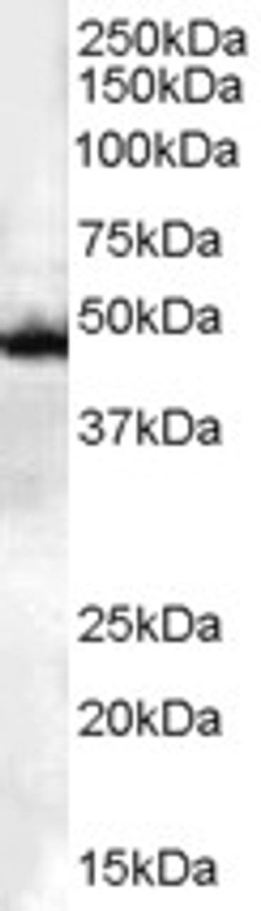 45-042 (0.1ug/ml) staining of Jurkat lysate (35ug protein in RIPA buffer) . Detected by chemiluminescence.