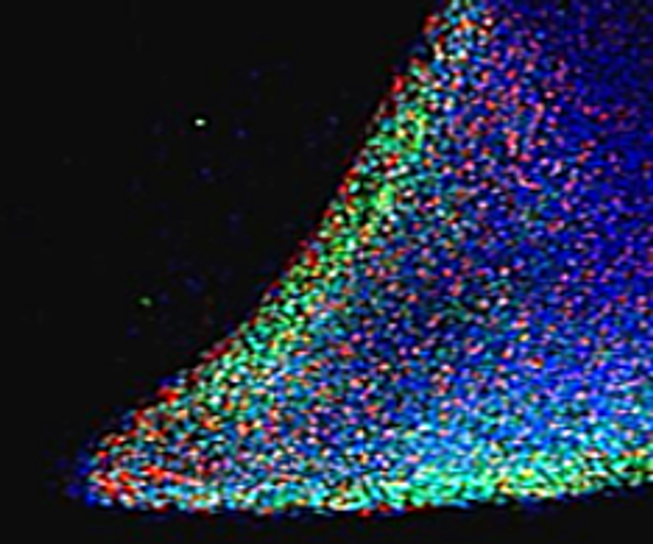 45-931 (5ug/ml) staining (green) parts of a colony of induced pluriform stem cells derived from Human Keratinocytes. Data kindly provided by CMRB, Center of Regenerative Medicine in Barcelona, Spain.