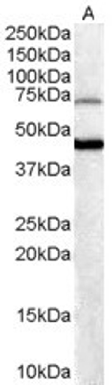 45-053 (0.3ug/ml) staining of Human Brain lysate (35ug protein in RIPA buffer) . Detected by chemiluminescence.