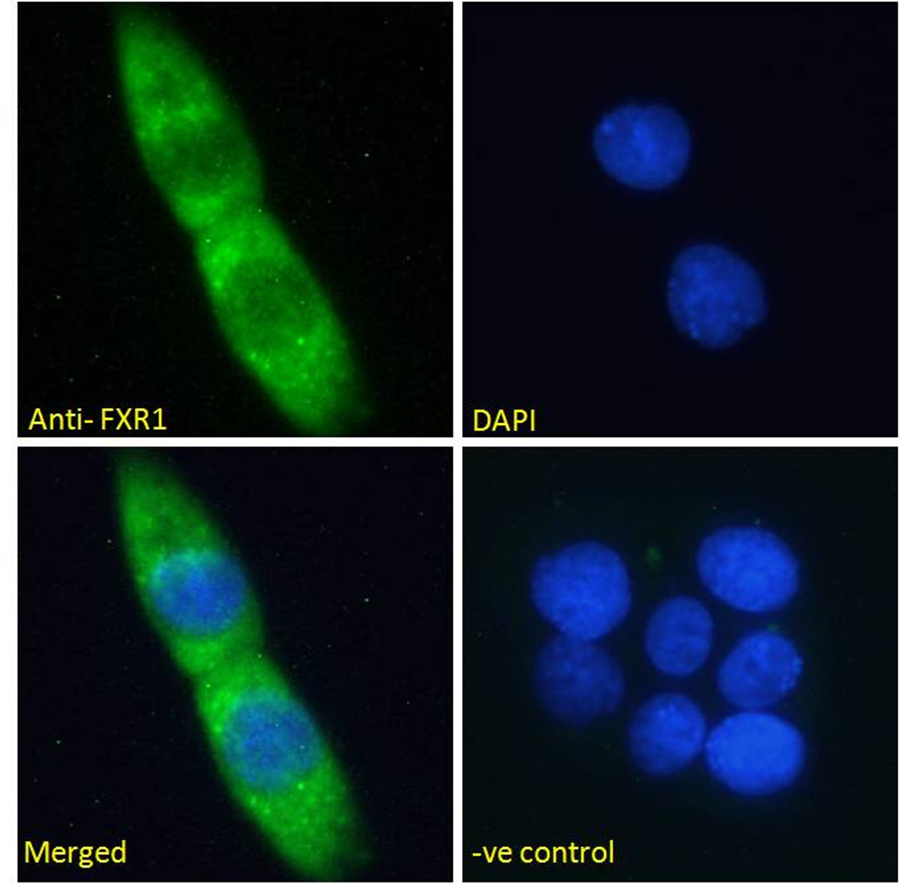 45-058 (1ug/ml) staining of NIH-3T3 cell lysate (35ug protein in RIPA buffer) . Detected by chemiluminescence.