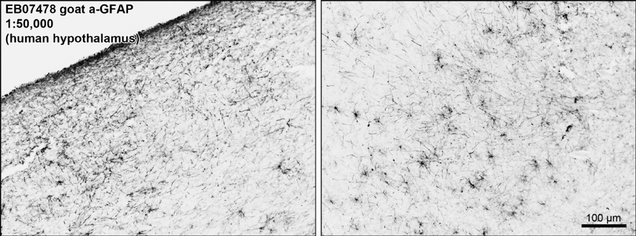 45-063 (2ug/ml) staining of paraffin embedded Human Cerebellum. Steamed antigen retrieval with citrate buffer pH 6, HRP-staining. <strong>This data is from a previous batch, not on sale.</strong>