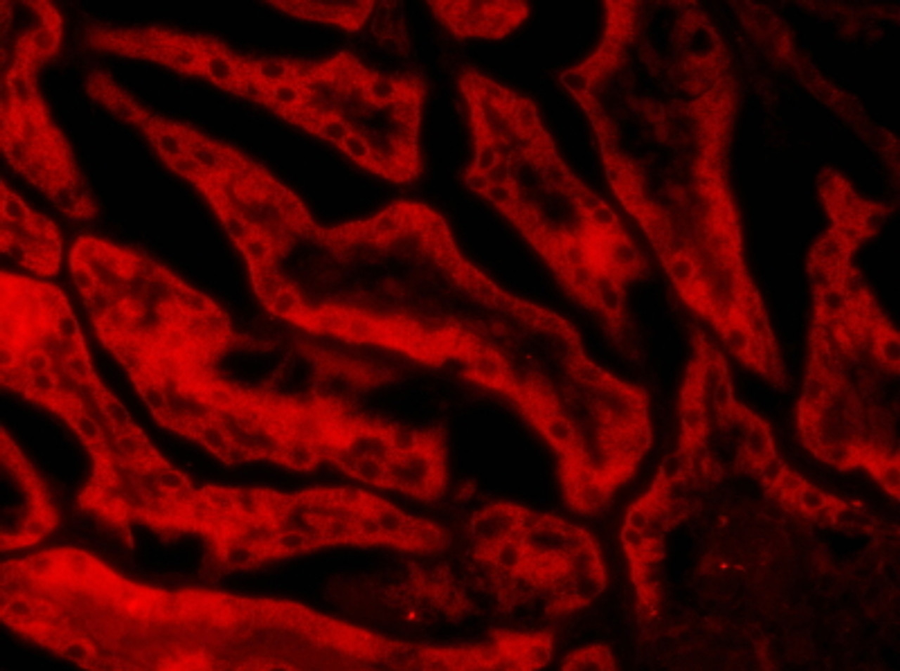 45-065 (3.8ug/ml) staining of paraffin embedded Human Cerebral Cortex. Steamed antigen retrieval with citrate buffer pH 6, AP-staining.