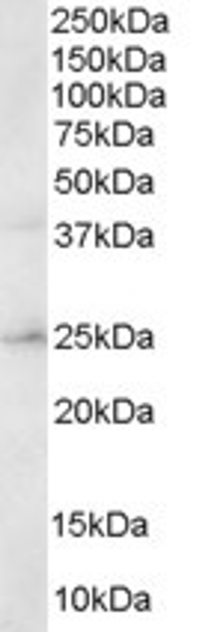 45-068 staining (0.3ug/ml) of Human Brain lysate (RIPA buffer, 30ug total protein per lane) . Detected by chemiluminescence.