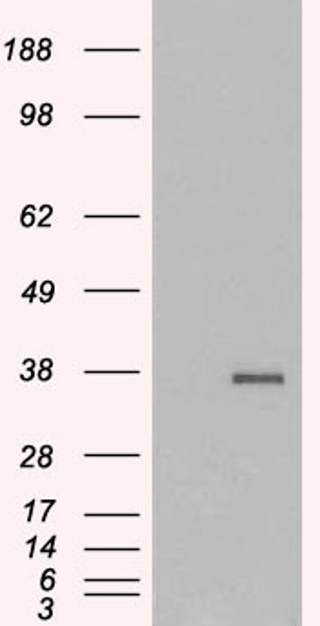 45-663 (0.3µg/ml) staining of Human Testes (A) and negative control Skin (B) lysate (35µg protein in RIPA buffer) . Detected by chemiluminescence.