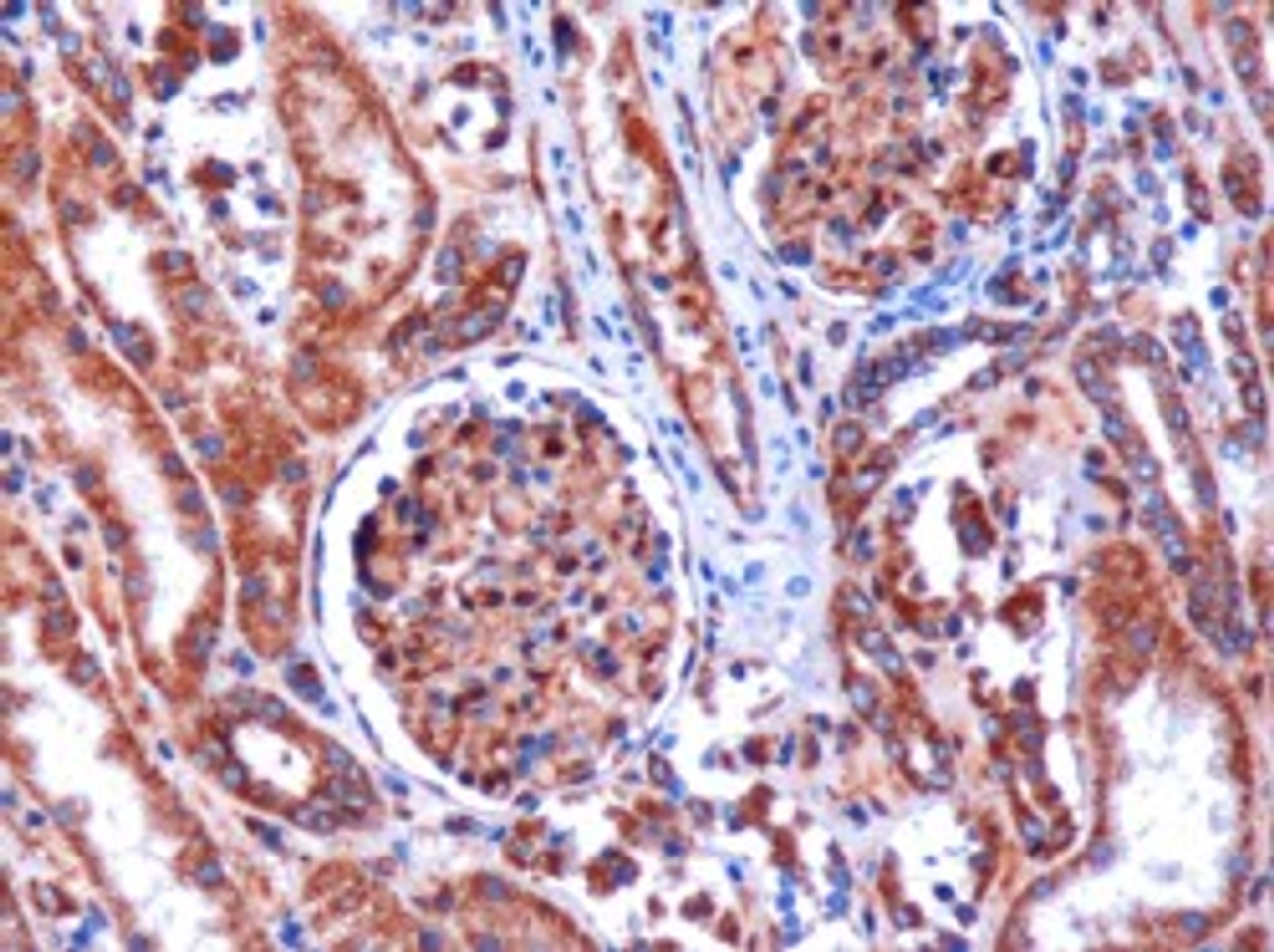 45-077 (1ug/ml) staining of paraffin embedded Human Kidney. Microwaved antigen retrieval with Tris/EDTA buffer pH9, HRP-staining. <strong>This data is from a previous batch, not on sale.</strong>