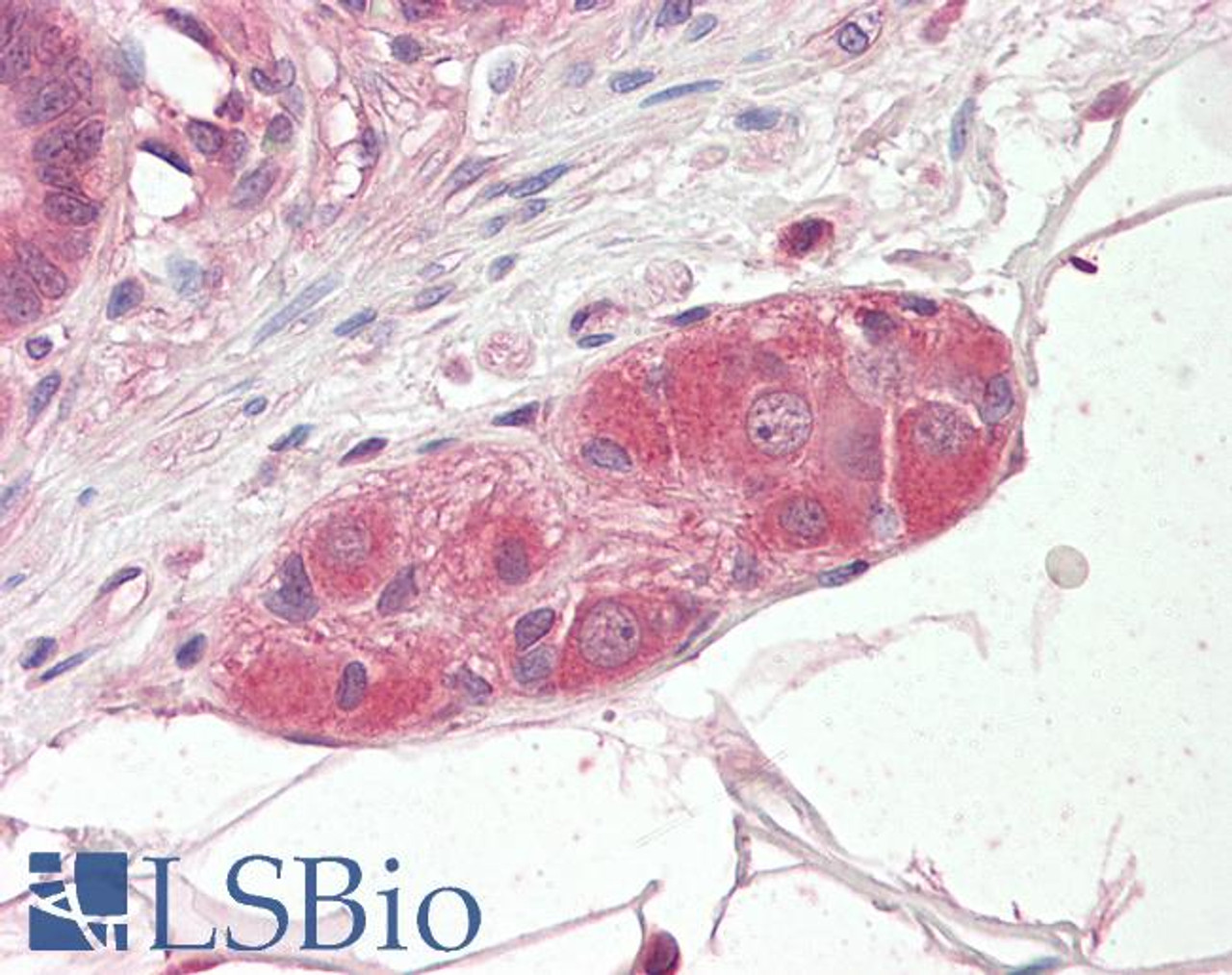 45-078 (3.75ug/ml) staining of paraffin embedded Human Small Intestine. Steamed antigen retrieval with citrate buffer pH 6, AP-staining.