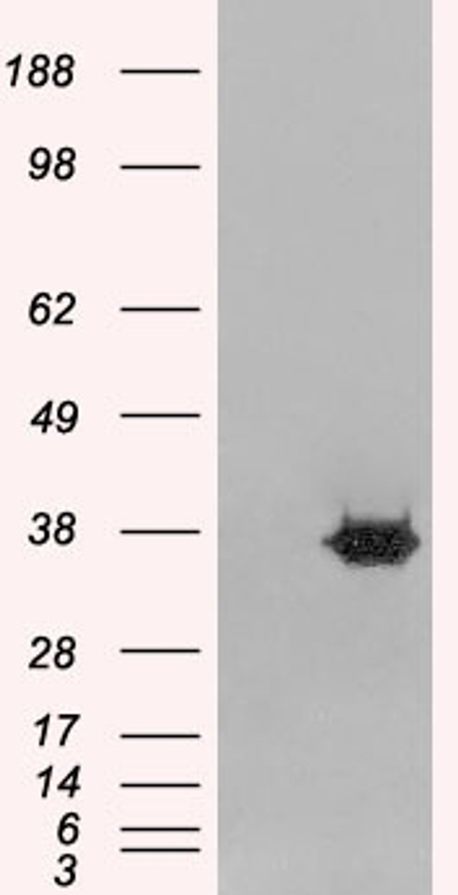 HEK293 overexpressing MORF4L2 and probed with 45-091 (mock transfection in first lane) .