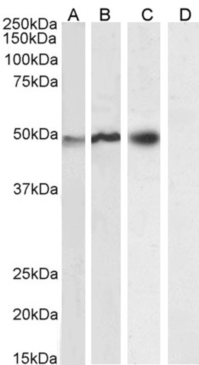 45-096 (0.2ug/ml) staining of U937 (A) , (0.01ug/ml) Daudi (B) , (0.3ug/ml) U251 (C) and negative control A431 (D) cell lysate (35ug protein in RIPA buffer) . Detected by chemiluminescence.