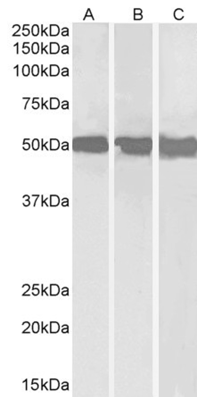 45-800 (5ug/ml) staining of paraffin embedded Human Prostate. Steamed antigen retrieval with citrate buffer pH 6, AP-staining.