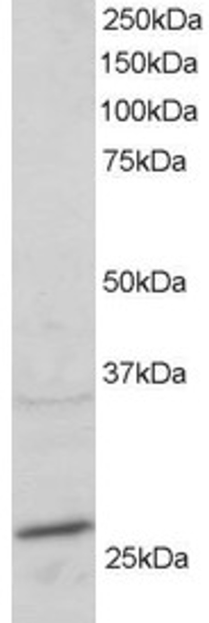 45-130 staining (2ug/ml) of mouse heart lysate (RIPA buffer, 30ug total protein per lane) . Primary incubated for 1 hour. Detected by western blot using chemiluminescence.