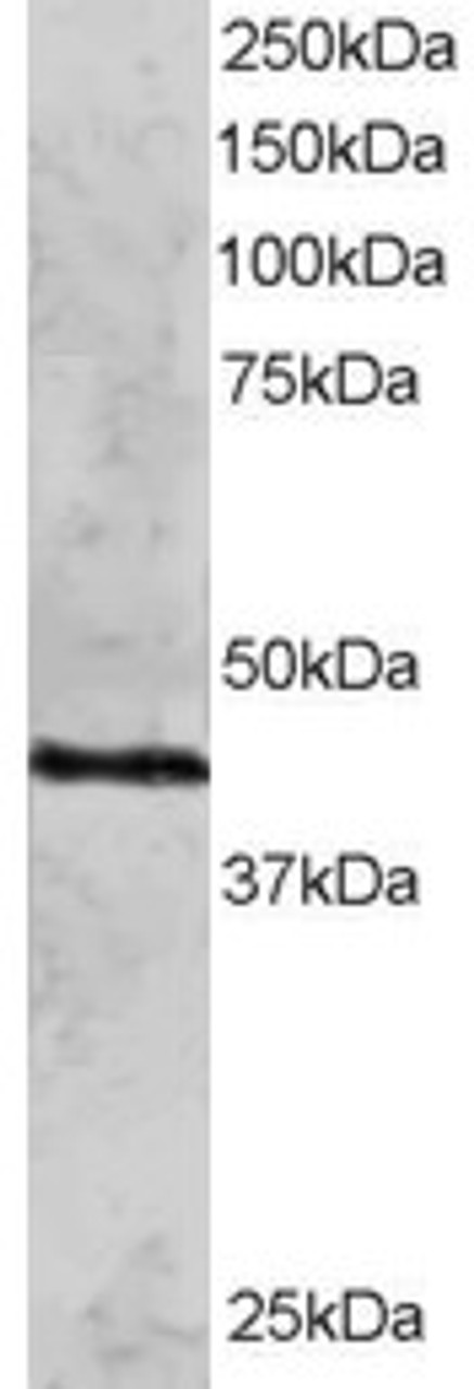 45-132 staining (2ug/ml) of HeLa lysate (RIPA buffer, 30ug total protein per lane) . Primary incubated for 12 hour. Detected by western blot using chemiluminescence.