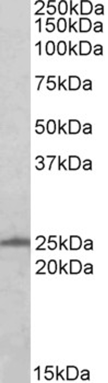 45-133 (0.5ug/ml) staining of A431 (35ug protein in RIPA buffer) . Primary incubation was 1 hour. Detected by chemiluminescence.