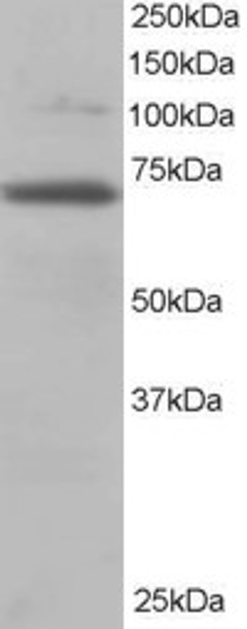 45-135 staining (0.2ug/ml) of 3T3 lysate (RIPA buffer, 35ug total protein per lane) . Primary incubated for 1 hour. Detected by chemiluminescence.