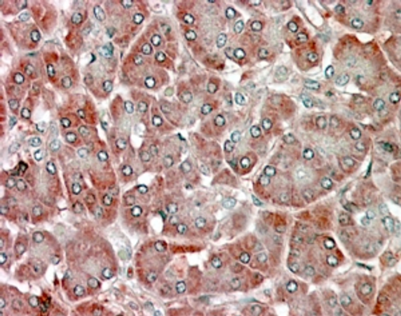 45-136 (2ug/ml) staining of NIH3T3 (A) and (0.5ug/ml) of U251 (B) cell lysate (35ug protein in RIPA buffer) . Detected by chemiluminescence.