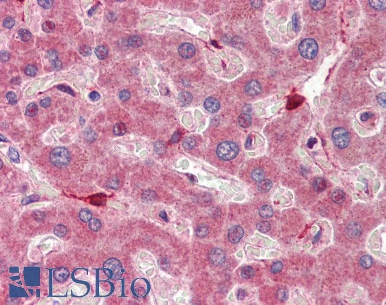 45-136 (5ug/ml) staining of paraffin embedded Human Pancreas. Steamed antigen retrieval with citrate buffer pH 6, AP-staining. <strong>This data is from a previous batch, not on sale.</strong>