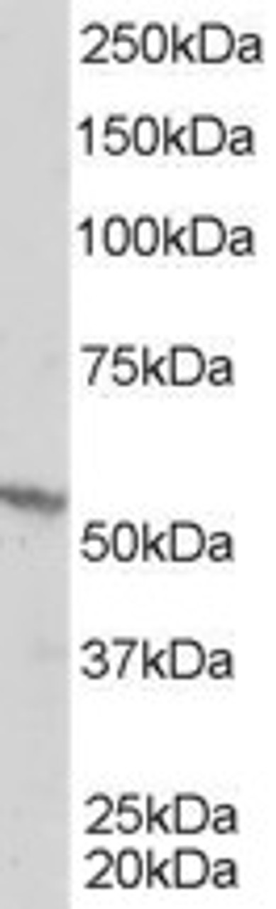 45-140 staining (1ug/ml) of A431 lysate (RIPA buffer, 35ug total protein per lane) . Primary incubated for 1 hour. Detected by western blot using chemiluminescence.