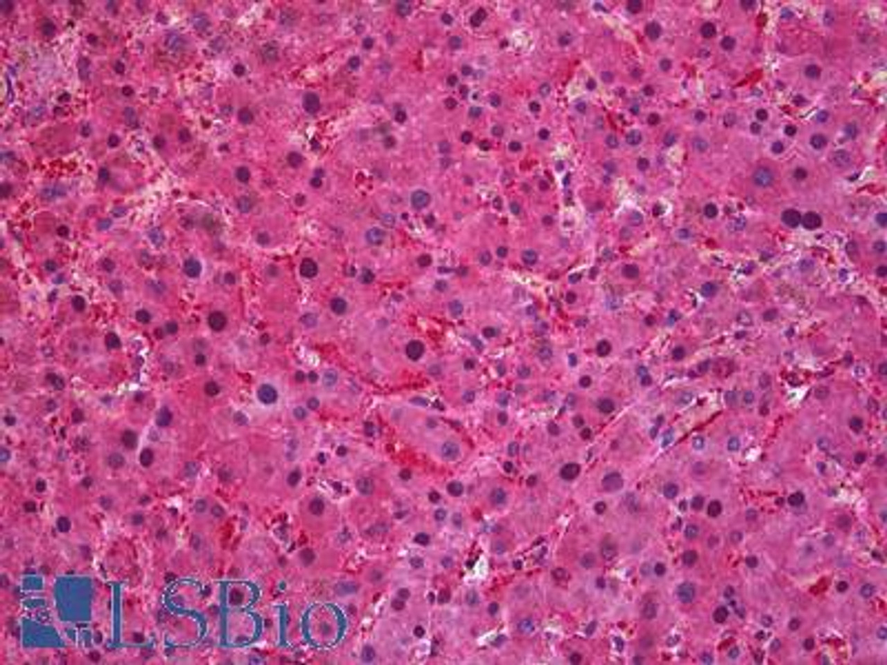 45-141 (3.75ug/ml) staining of paraffin embedded Human Liver. Steamed antigen retrieval with citrate buffer pH 6, AP-staining. <strong>This data is from a previous batch, not on sale.</strong>