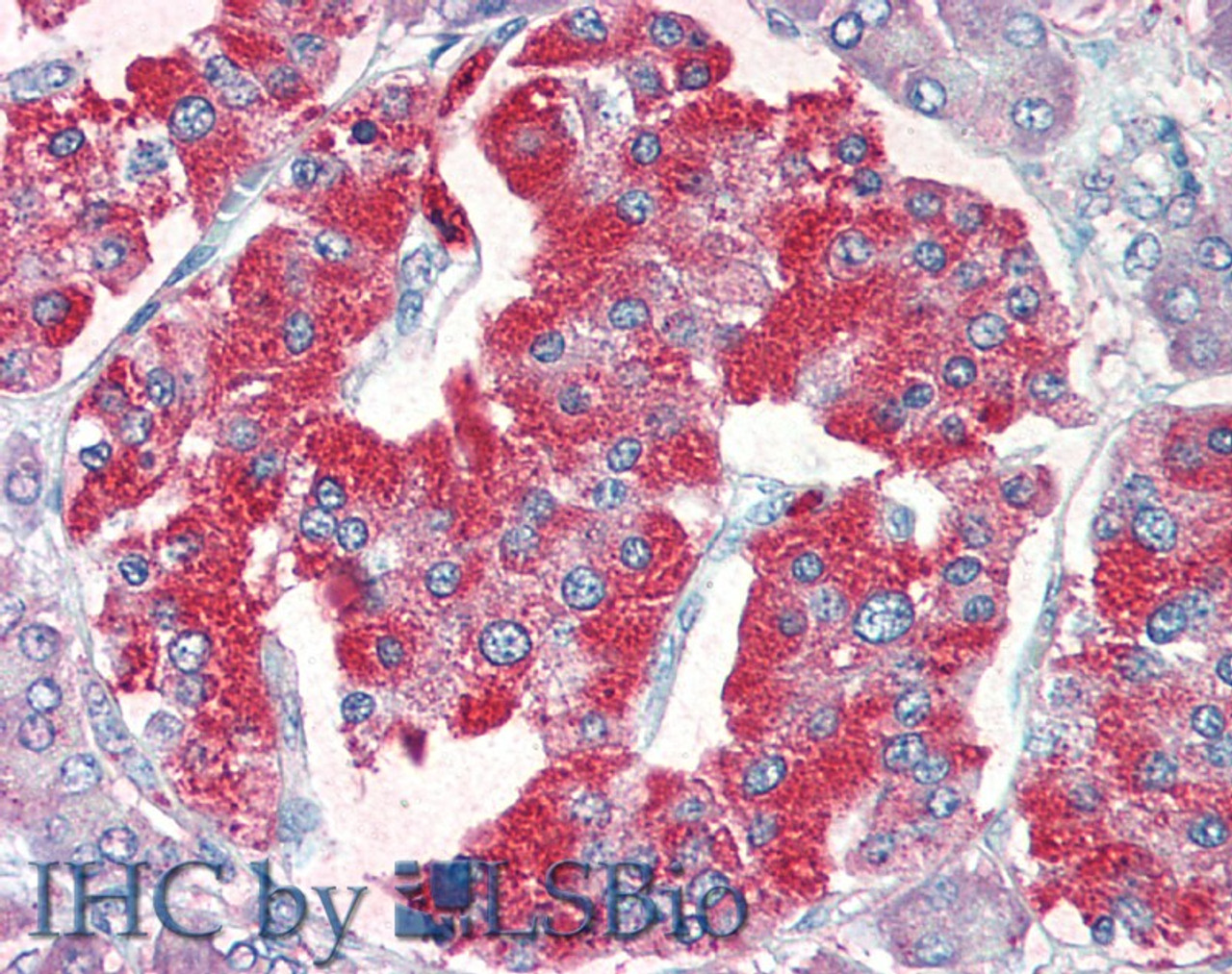 45-146 (5ug/ml) staining of paraffin embedded Human Pancreas. Steamed antigen retrieval with citrate buffer pH 6, AP-staining.