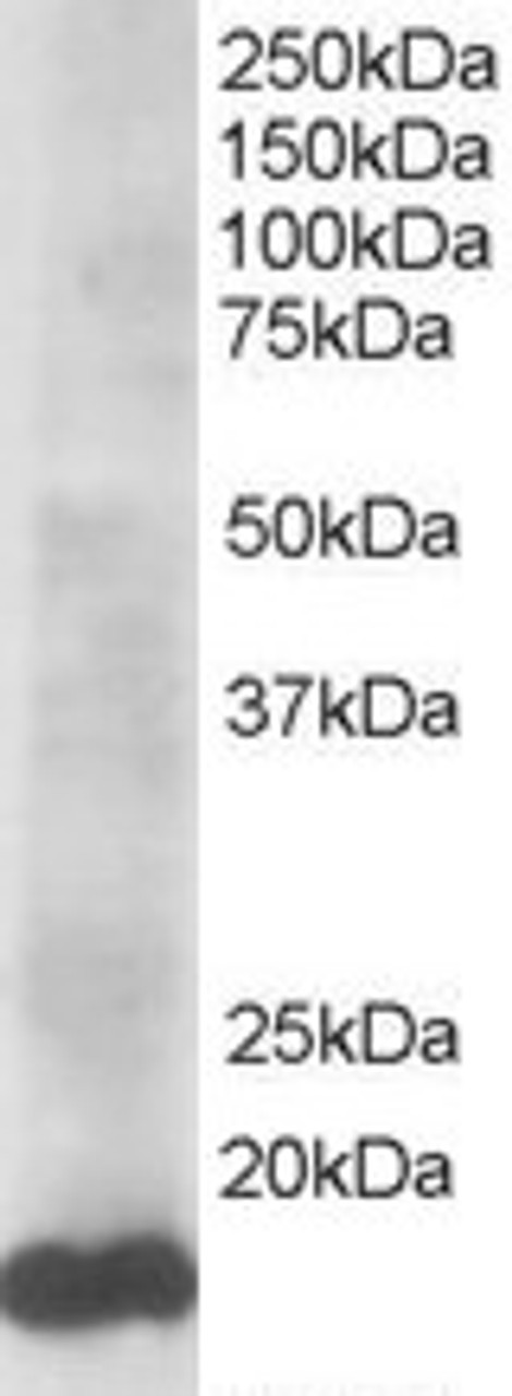 45-165 staining (0.5ug/ml) of HeLa lysate (RIPA buffer, 35ug total protein per lane) . Primary incubated for 1 hour. Detected by western blot using chemiluminescence.