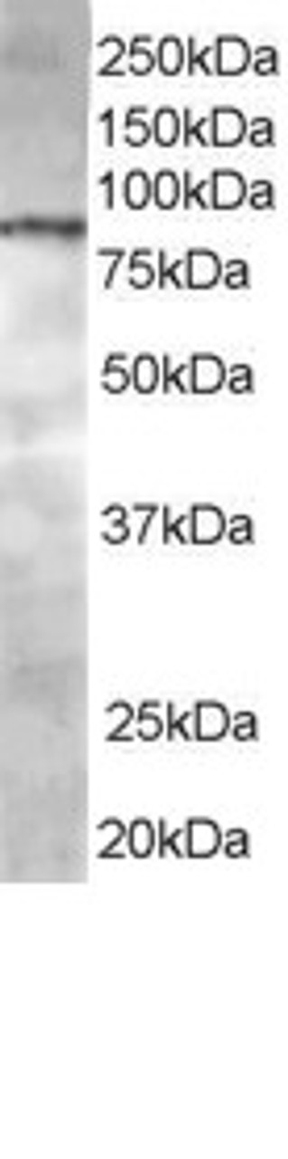 45-191 staining (0.5ug/ml) of Jurkat lysate (RIPA buffer, 35ug total protein per lane) . Primary incubated for 1 hour. Detected by western blot using chemiluminescence.