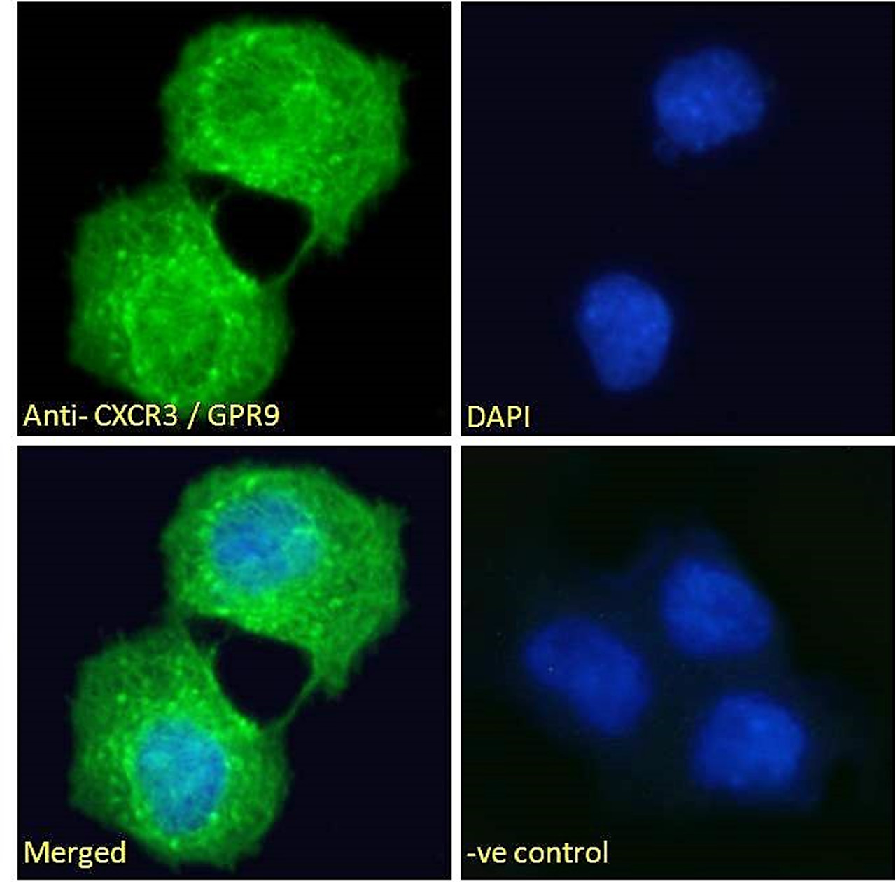46-412 (0.01µg/ml) staining of NIH3T3 (A) , HEK293 (B) , HepG2 (C) and MCF7 (D) lysates (35µg protein in RIPA buffer) . Detected by chemiluminescence.