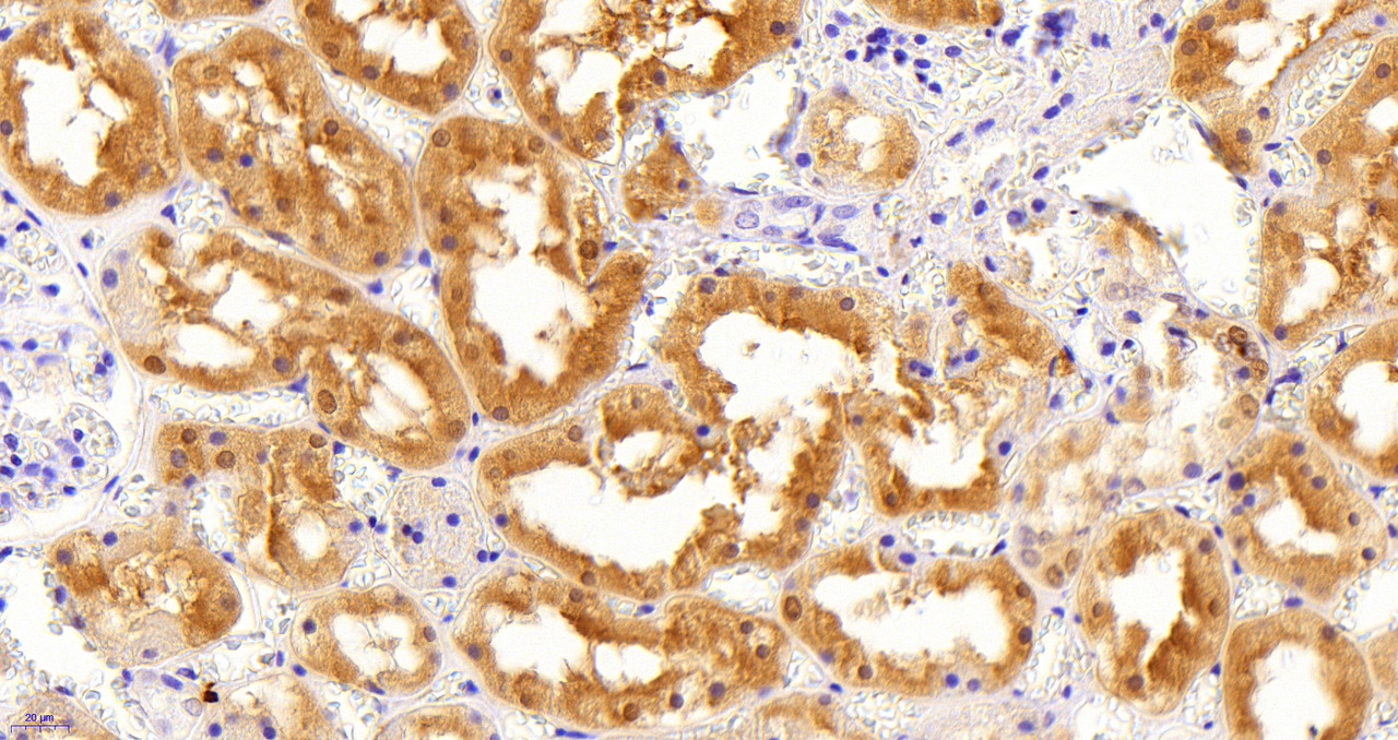 45-237 (5ug/ml) staining of paraffin embedded Human Kidney. Heat induced antigen retrieval with citrate buffer pH 6, HRP-staining.