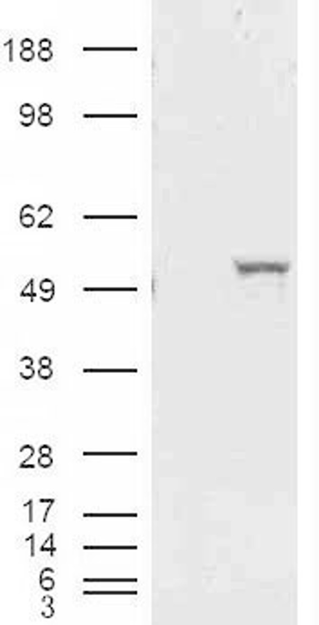 45-239 (1ug/ml) staining of Human Liver Lysate (35ug protein in RIPA buffer) . Primary incubation was 1 hour. Detected by chemiluminescence.