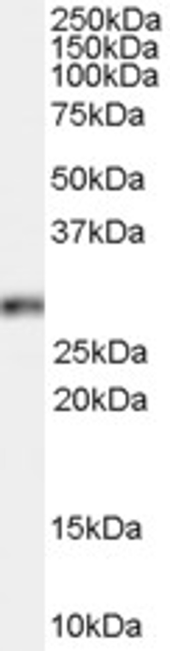 45-274 (0.3ug/ml) staining of Rat Stomach lysate (35ug protein in RIPA buffer) . Primary incubation was 1 hour. Detected by chemiluminescence.