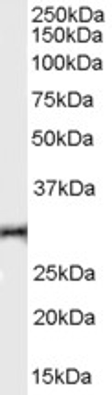 HEK293 overexpressing BAALC and probed with 45-313 (mock transfection in first lane) .