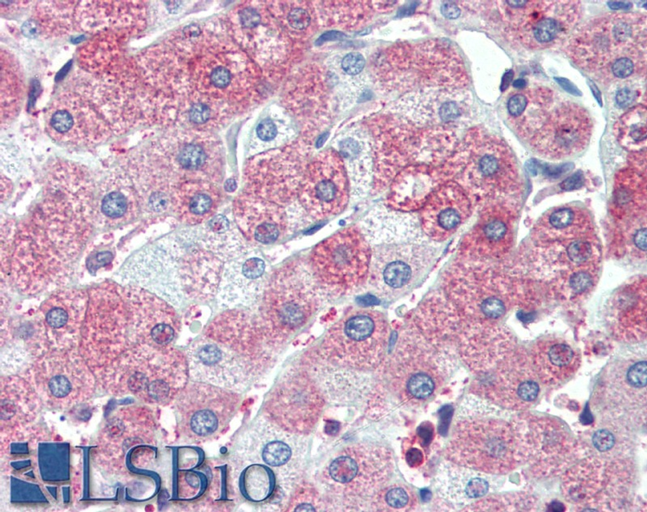 45-321 (5ug/ml) staining of paraffin embedded Human Liver. Steamed antigen retrieval with citrate buffer pH 6, AP-staining.