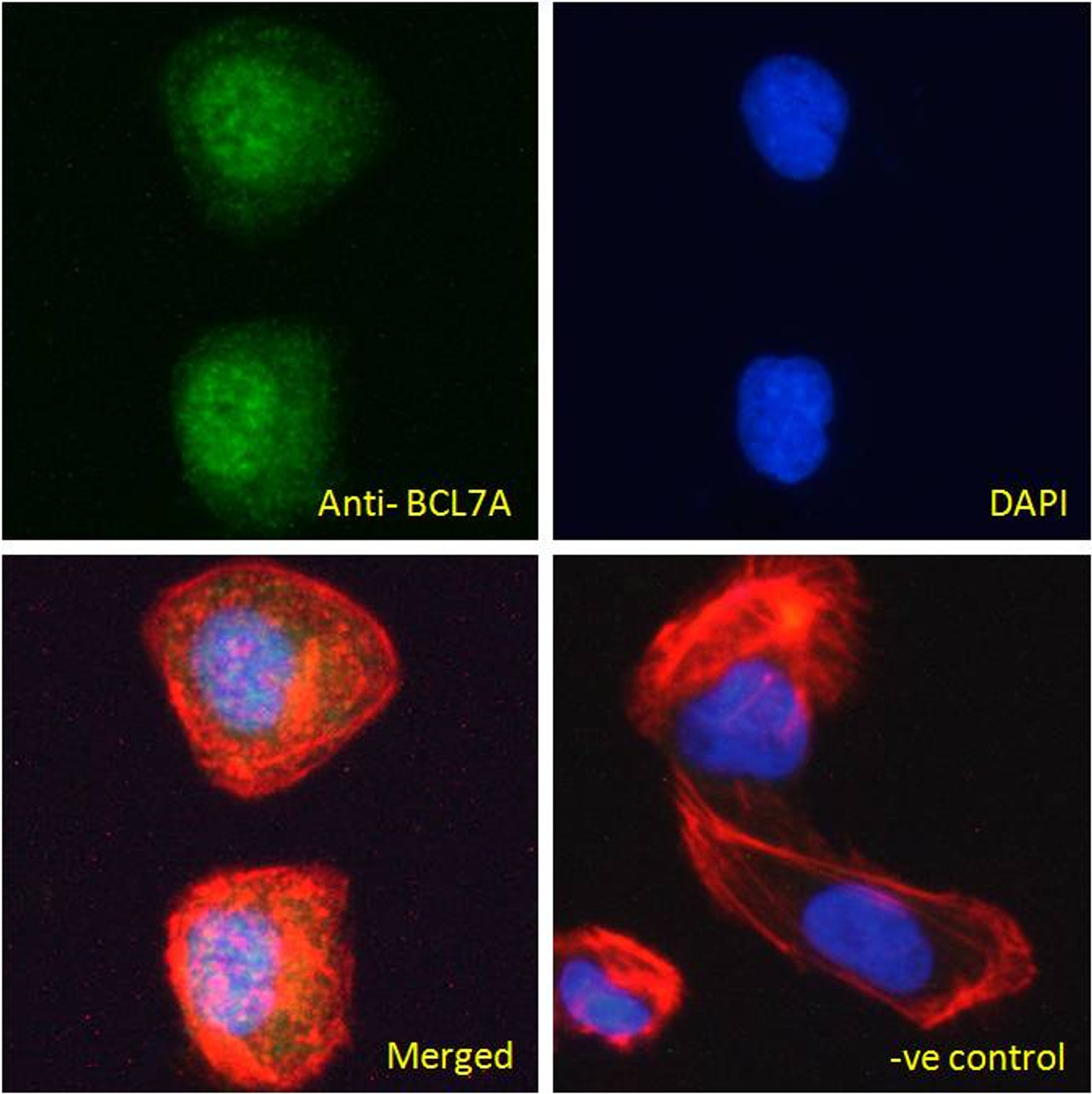 45-325 Immunofluorescence analysis of paraformaldehyde fixed U2OS cells, permeabilized with 0.15% Triton. Primary incubation 1hr (10ug/ml) followed by Alexa Fluor 488 secondary antibody (2ug/ml) , showing nuclear staining. Actin filaments were stained wit