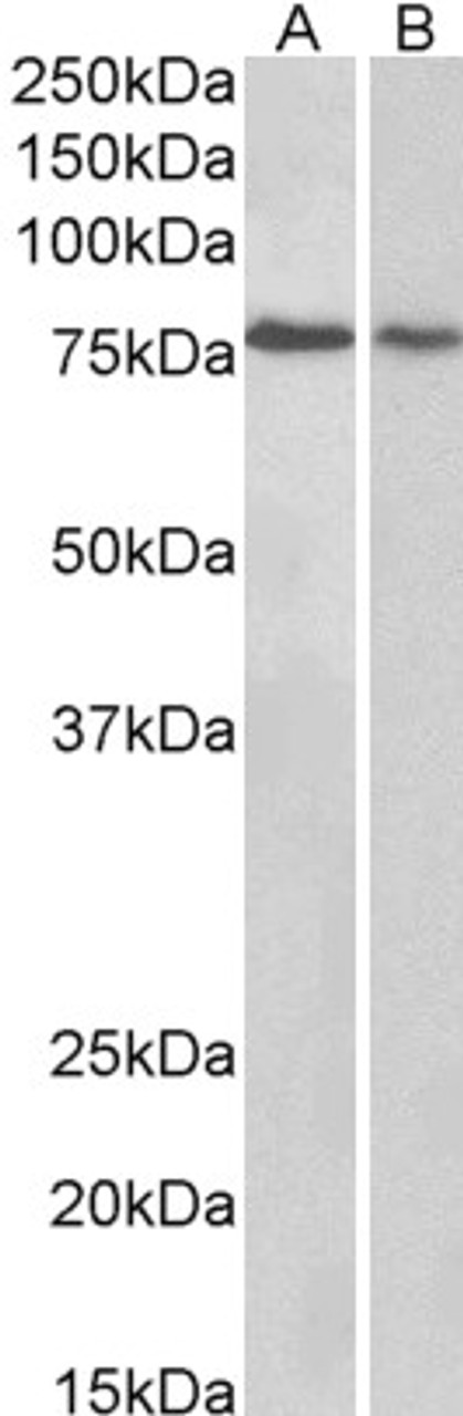 45-327 (0.3ug/ml) staining of Human Cerebellum (A) and Rat (B) Brain lysate (35ug protein in RIPA buffer) . Primary incubation was 1 hour. Detected by chemiluminescence