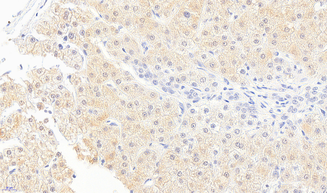 45-338 (2ug/ml) staining of K562 lysate (35ug protein in RIPA buffer) . Primary incubation was 1 hour. Detected by chemiluminescence.