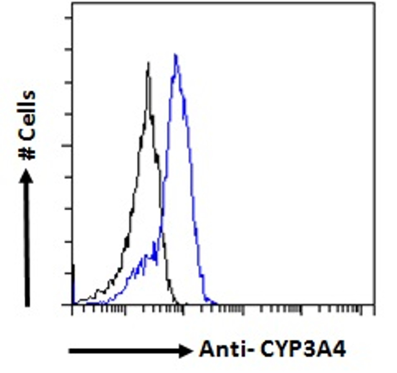 45-339 (0.1ug/ml) staining of human brain lysate (35ug protein in RIPA buffer) . Primary incubation was 1 hour. Detected by chemiluminescence.