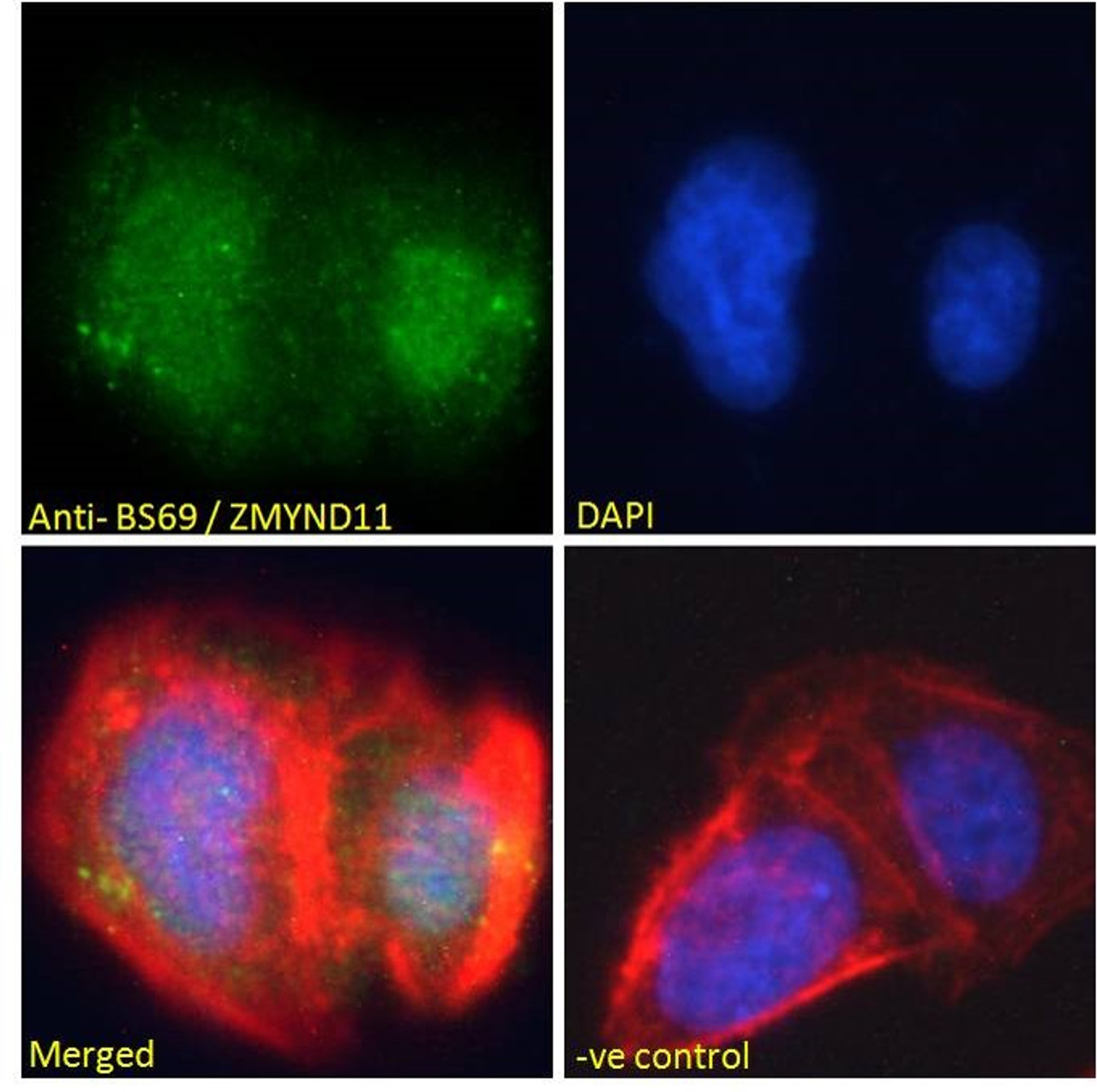45-344 Immunofluorescence analysis of paraformaldehyde fixed U2OS cells, permeabilized with 0.15% Triton. Primary incubation 1hr (10ug/ml) followed by Alexa Fluor 488 secondary antibody (2ug/ml) , showing nuclear staining. Actin filaments were stained wit