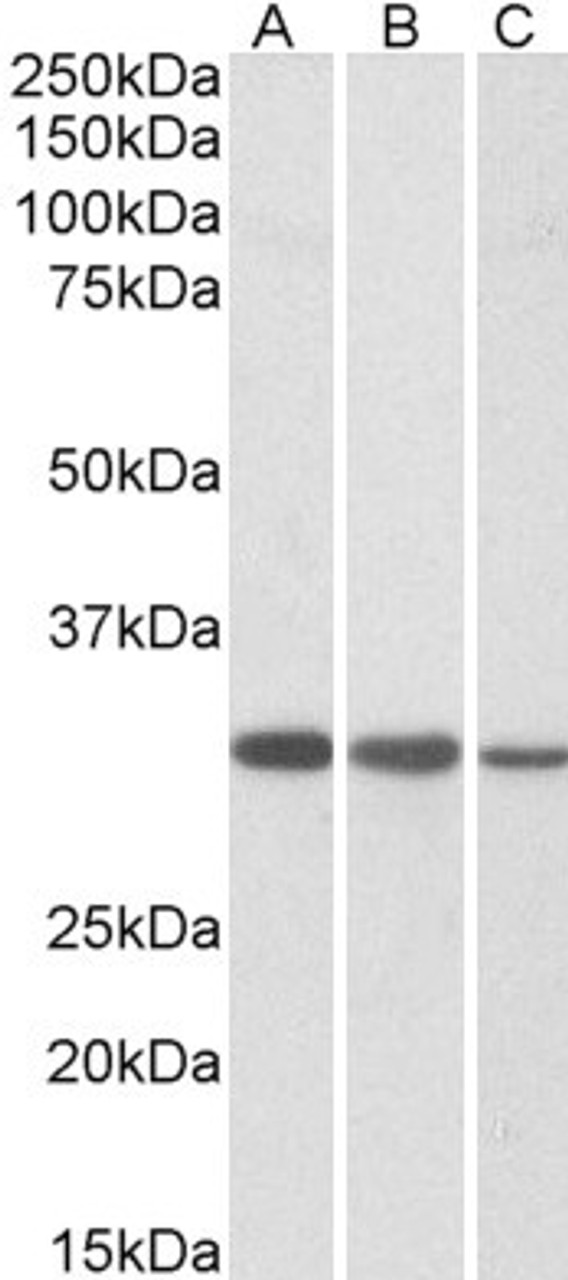 45-359 (0.01ug/ml) staining of Jurkat (A) , HeLa (B) and NIH-3T3 (C) lysates (35ug protein in RIPA buffer) . Detected by chemiluminescence