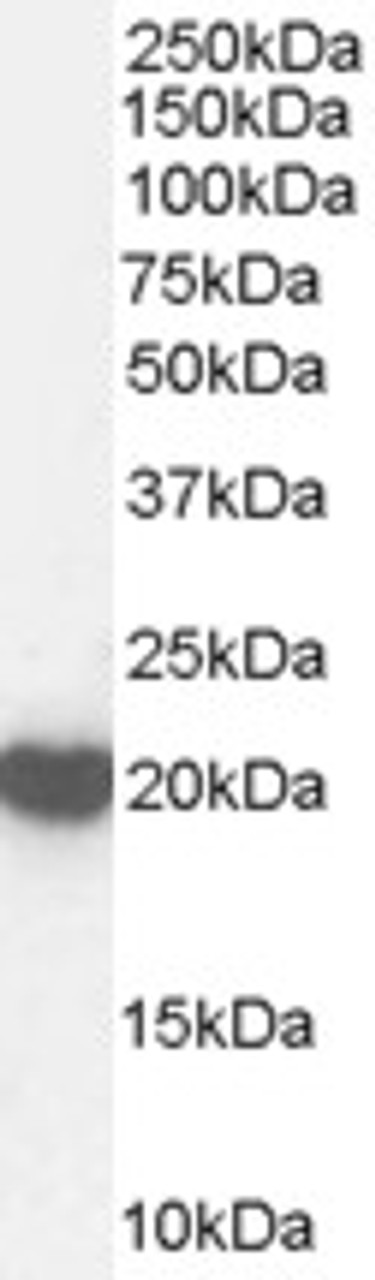 45-362 Immunofluorescence analysis of paraformaldehyde fixed U251 cells, permeabilized with 0.15% Triton. Primary incubation 1hr (10ug/ml) followed by Alexa Fluor 488 secondary antibody (2ug/ml) , showing nuclear staining. The nuclear stain is DAPI (blue)