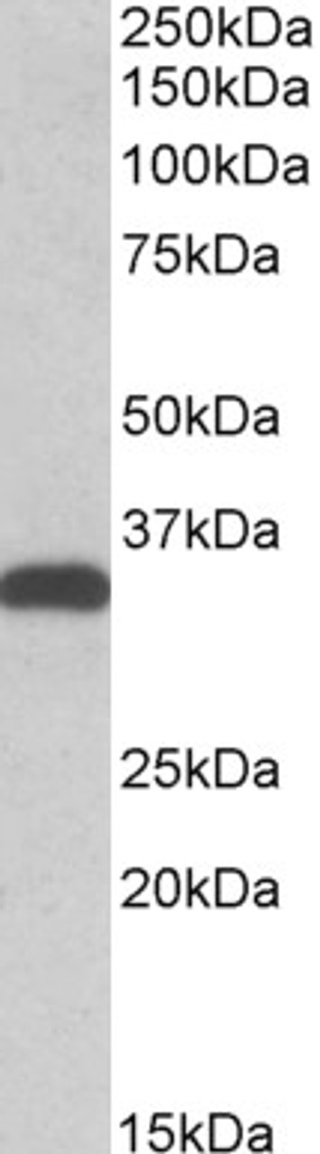 45-369 (0.5ug/ml) staining of HEK293 lysate (35ug protein in RIPA buffer) . Primary incubation was 1 hour. Detected by chemiluminescence.