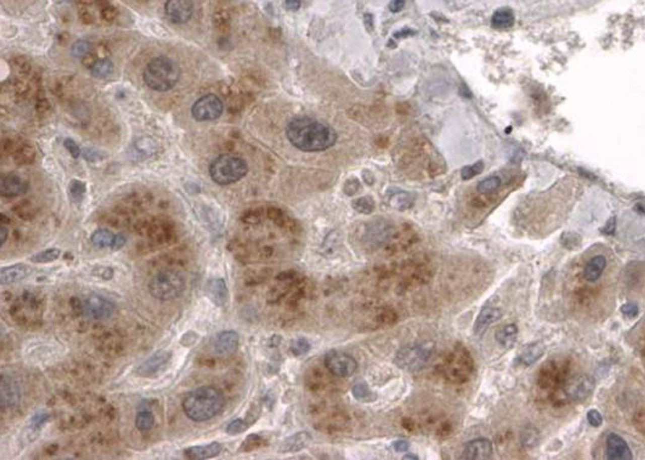 45-406 (2ug/ml) staining of paraffin embedded Human Liver. Steamed antigen retrieval with citrate buffer pH 6, HRP-staining.