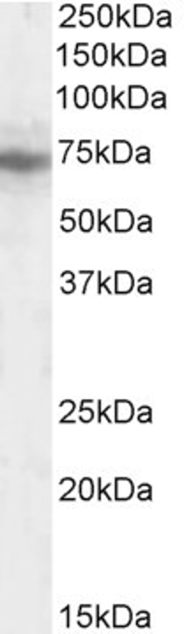 45-408 (0.2ug/ml) staining of HEK293 lysate (35ug protein in RIPA buffer) . Primary incubation was 1 hour. Detected by chemiluminescence.