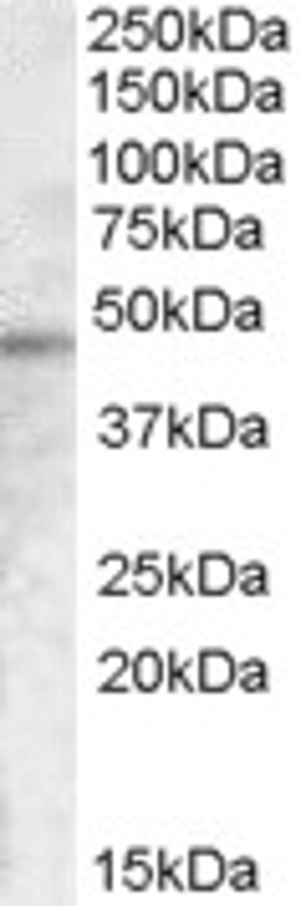 45-434 (0.05ug/ml) staining of Mouse (A) and Rat (B) Eye lysates (35ug protein in RIPA buffer) . Primary incubation was 1 hour. Detected by chemiluminescence.