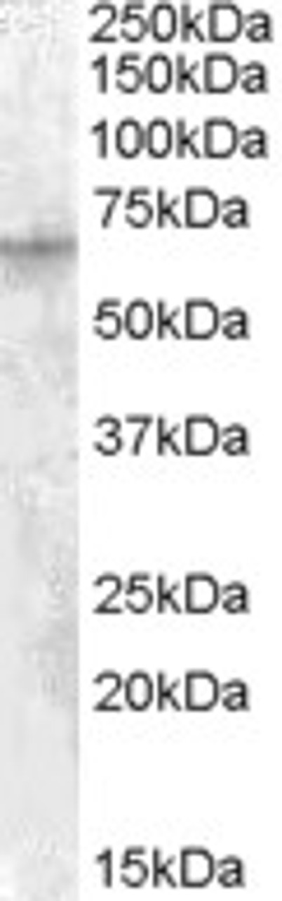 45-437 (1ug/ml) staining of HEK293 cell lysate (35ug protein in RIPA buffer) . Detected by chemiluminescence.