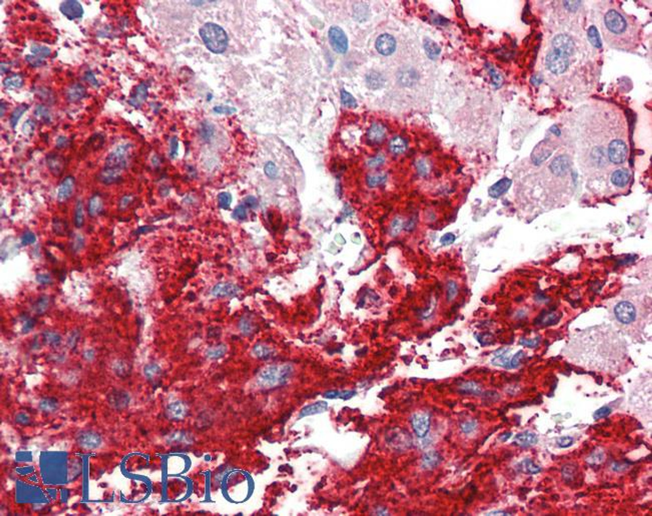 45-438 (5ug/ml) staining of paraffin embedded Human Uterus. Steamed antigen retrieval with citrate buffer pH 6, AP-staining.