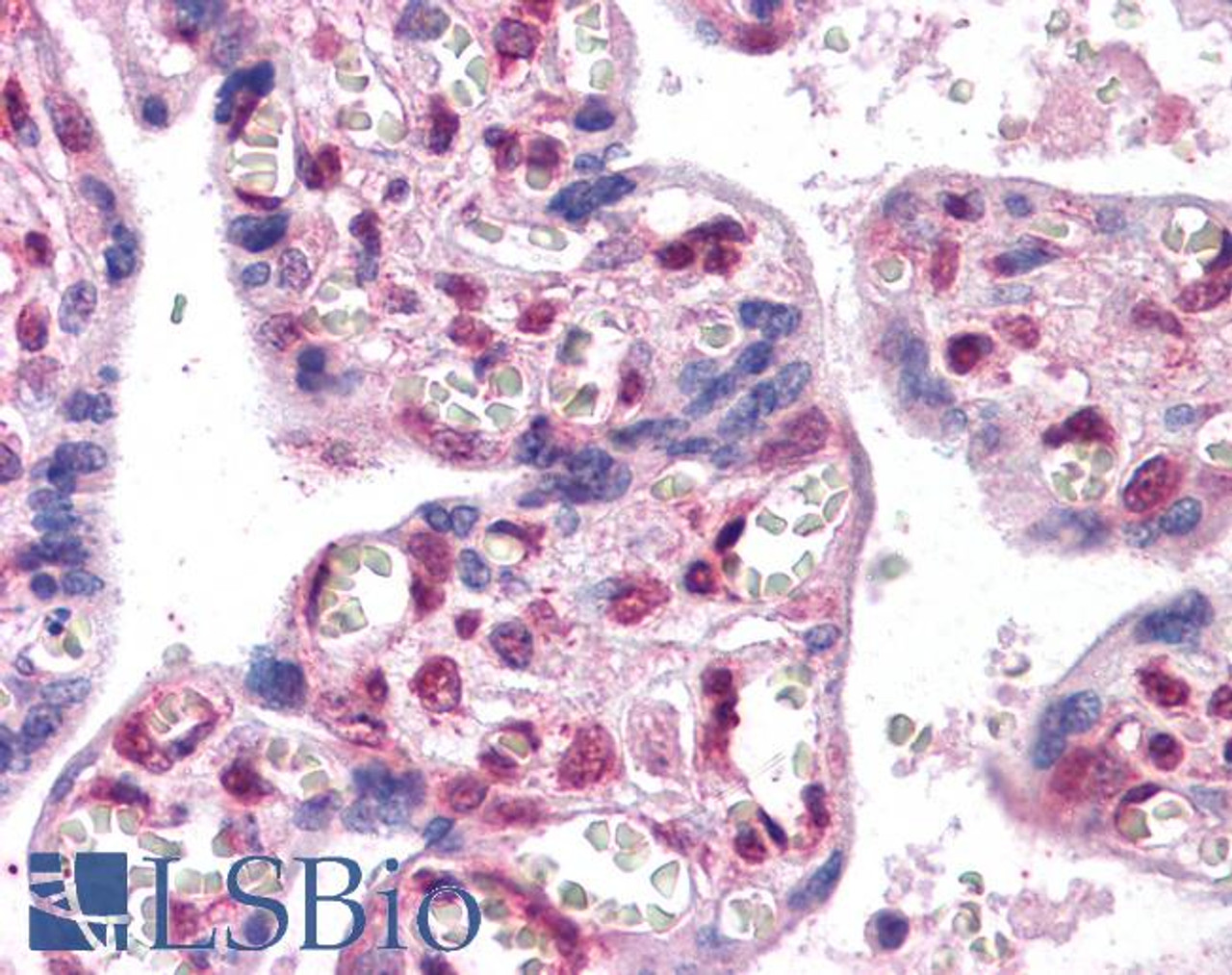 45-625 (2.5ug/ml) staining of paraffin embedded Human Prostate. Steamed antigen retrieval with citrate buffer pH 6, AP-staining.