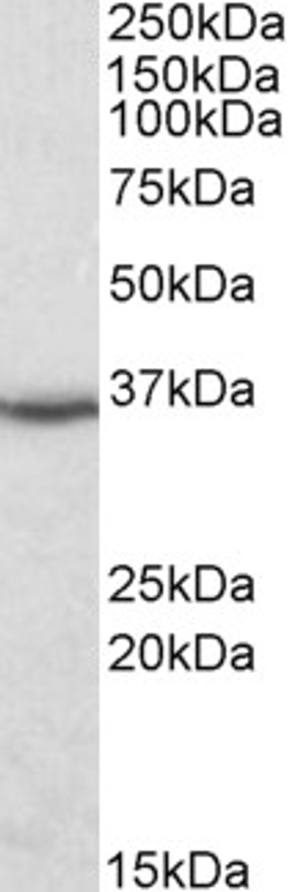 45-468 (0.1ug/ml) staining of Human Kidney lysate (35ug protein in RIPA buffer) . Detected by chemiluminescence.